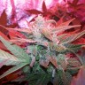 Семена марихуаны Auto Haze 2.0 feminised Ganja Seeds