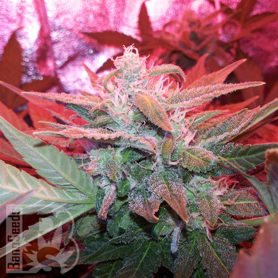 Семена конопли  Auto Haze 2.0 feminised Ganja Seeds