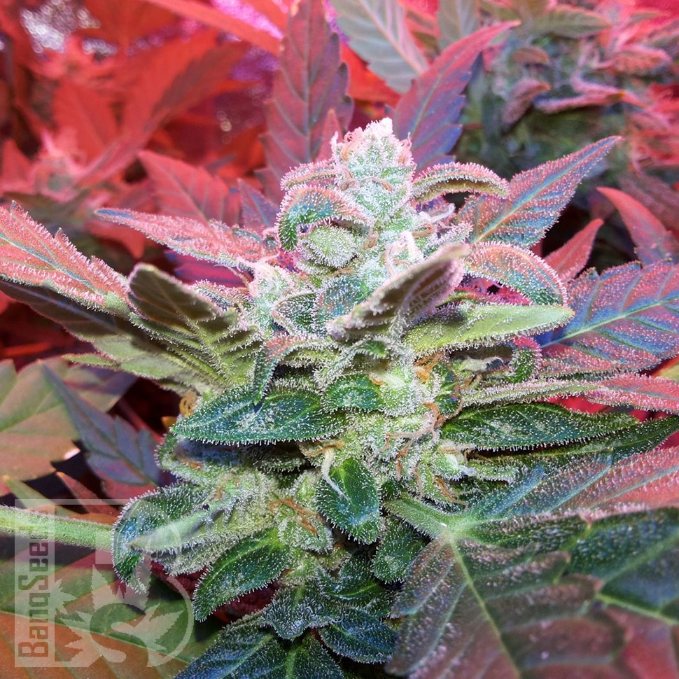 Семена конопли Auto Haze 2.0 feminised Ganja Seeds
