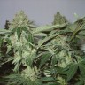 где можно заказать семена конопли White Widow feminised