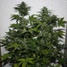 купить урожайные семена конопли White Widow feminised