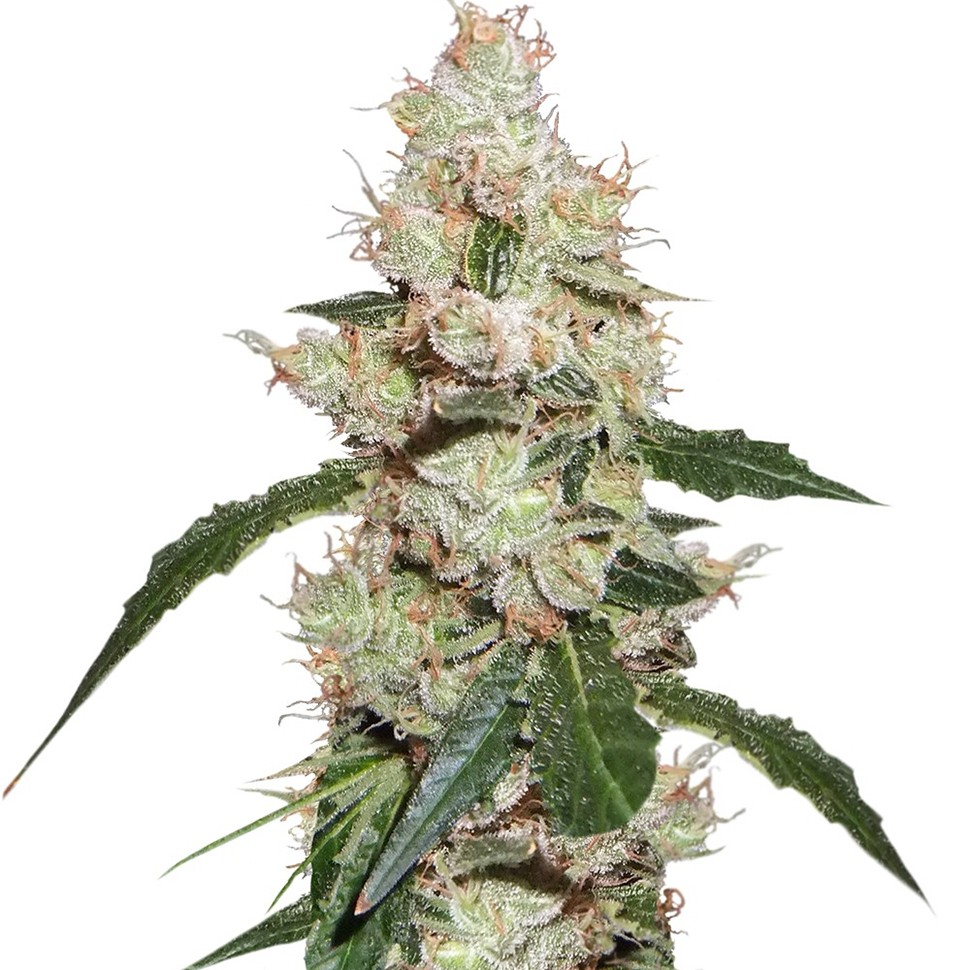 Семена  White Widow feminised Ganja Seeds