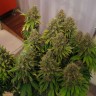Качественные семена конопли White Widow feminised Ganja Seeds