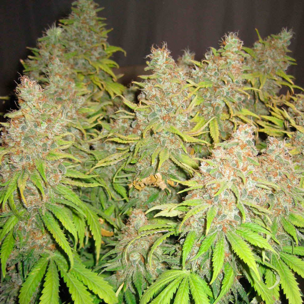 Семена конопли по оптовым ценам White Widow feminised Ganja Seeds