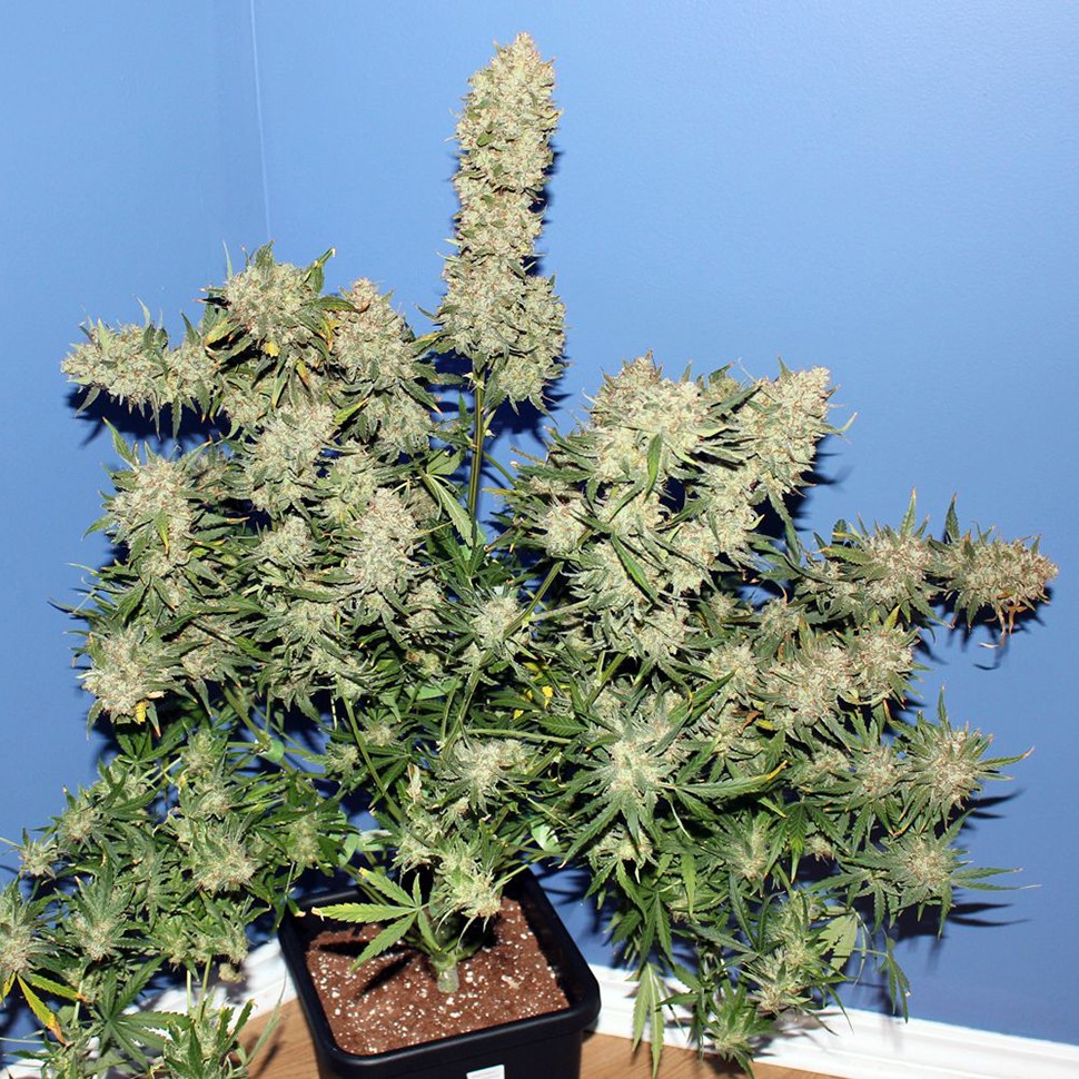 Семена  Thinker feminised Ganja Seeds