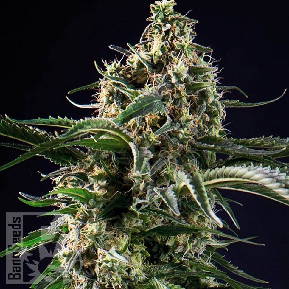 Семена  Thinker feminised Ganja Seeds