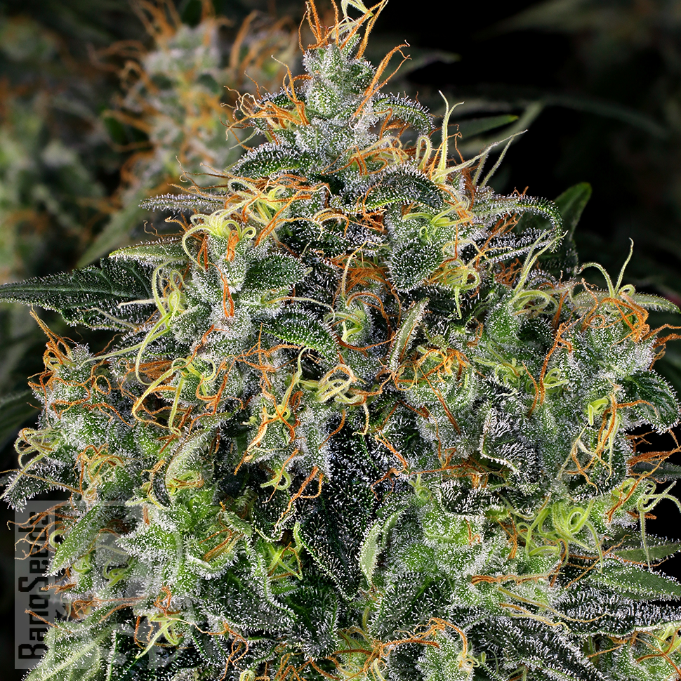 Семена  Thinker feminised Ganja Seeds