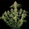 Семена конопли  Spaceman Skunk feminised Ganja Seeds