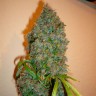 заказ семян конопли Auto Kali Mist feminised