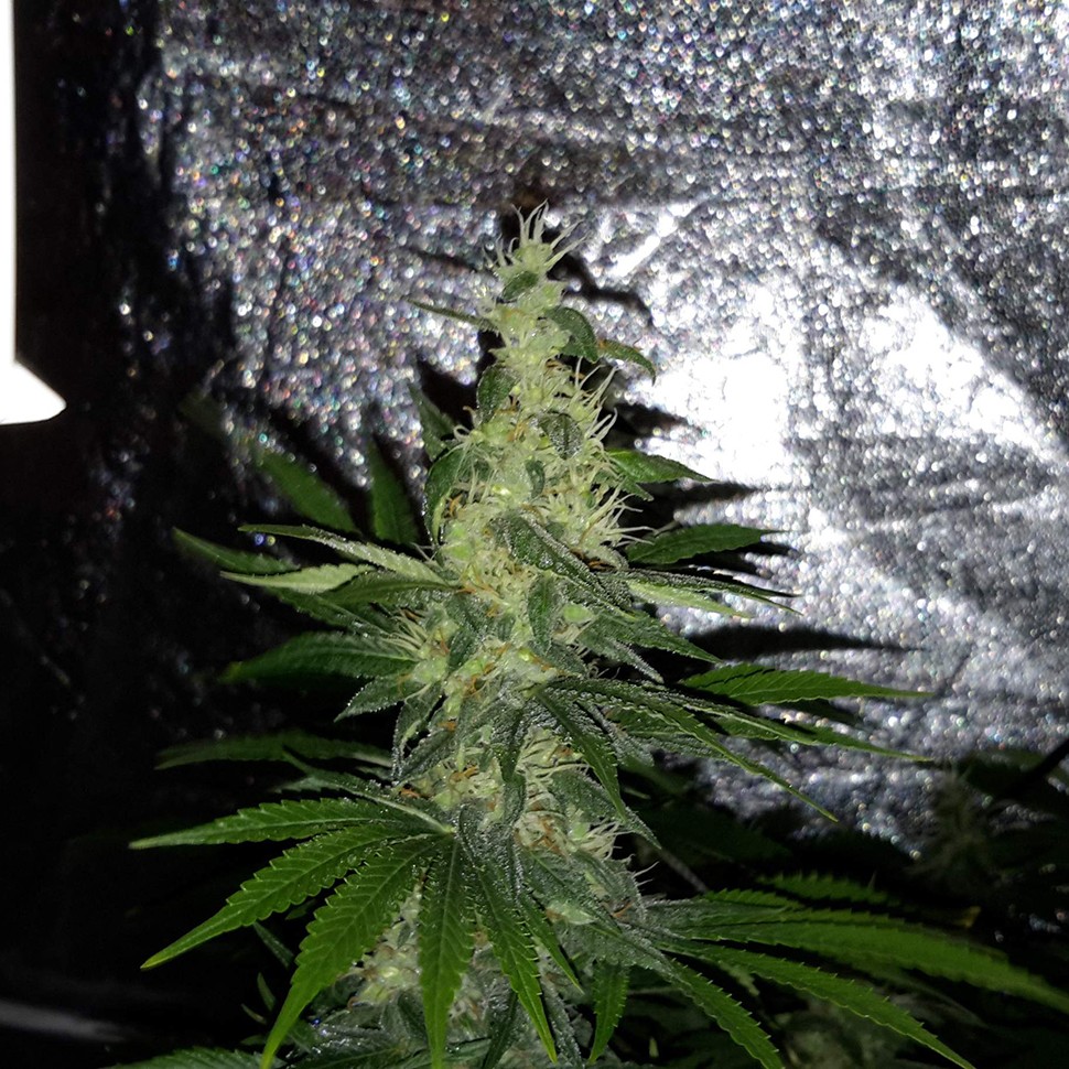 Семена конопли  Mazar x Euforia (Magicon) regular Ganja Seeds