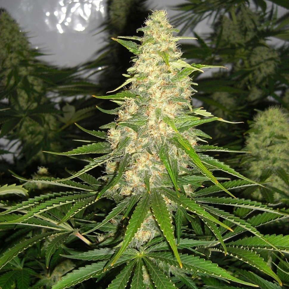 Семена ганжа  Auto Baikonur feminised Bang Seeds
