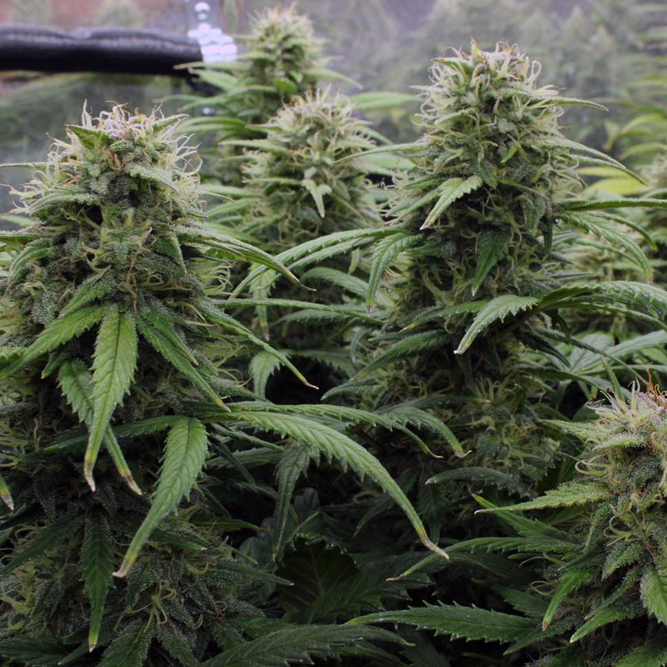 Семена конопли  Kenepshep feminised Bang Seeds