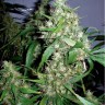 Семена конопли  Kenepshep feminised Bang Seeds