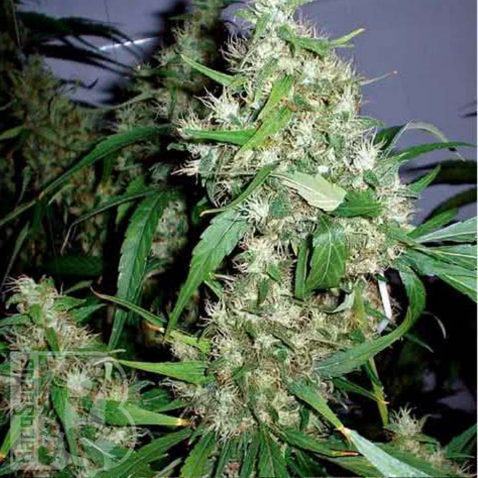 Семена конопли  Kenepshep feminised Bang Seeds