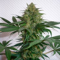 Auto Mohan Ram feminised Ganja Seeds