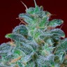 Автоцветущие семена конопли Auto Mohan Ram feminised Ganja Seeds