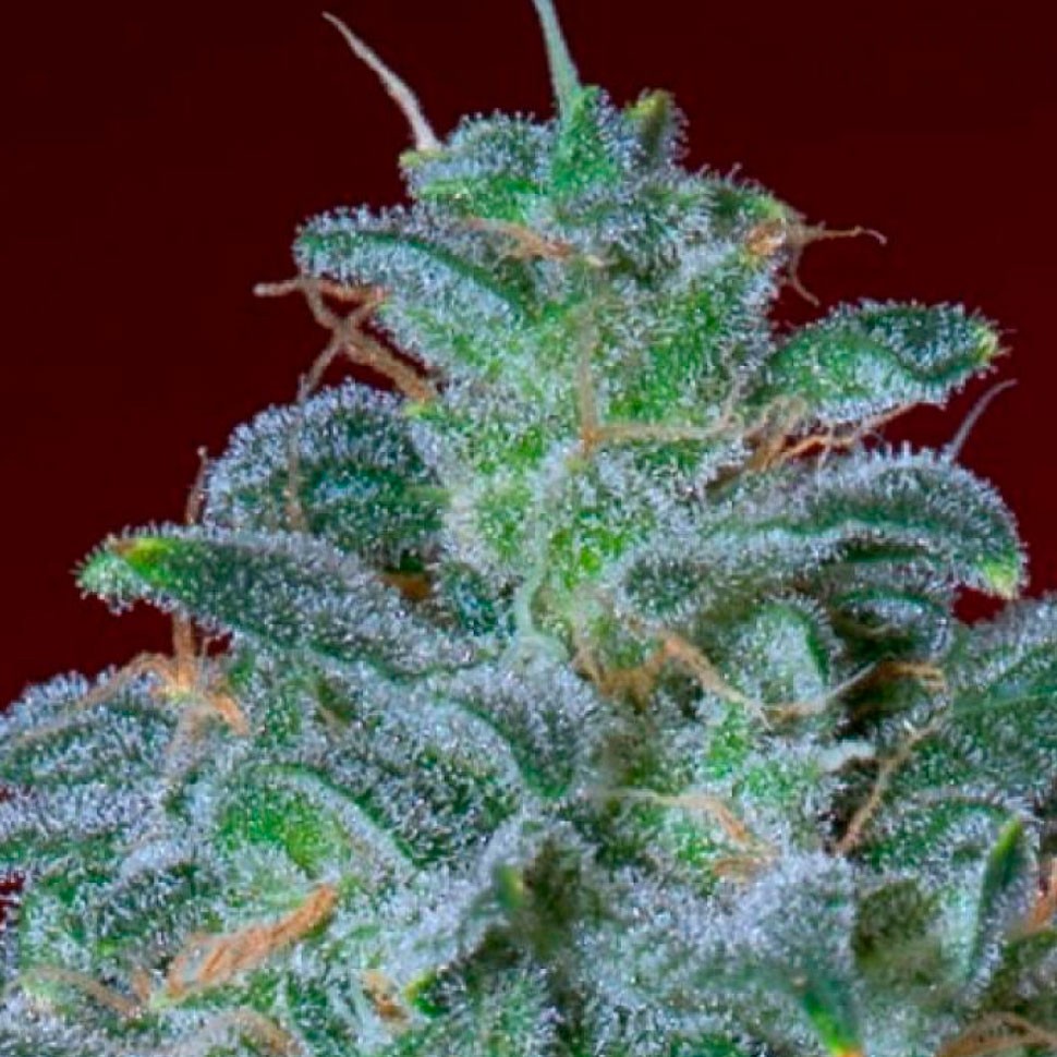 Автоцветущие семена конопли Auto Mohan Ram feminised Ganja Seeds
