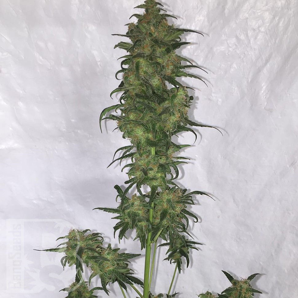Семена марихуаны  Auto Green Crack feminised Ganja Seeds