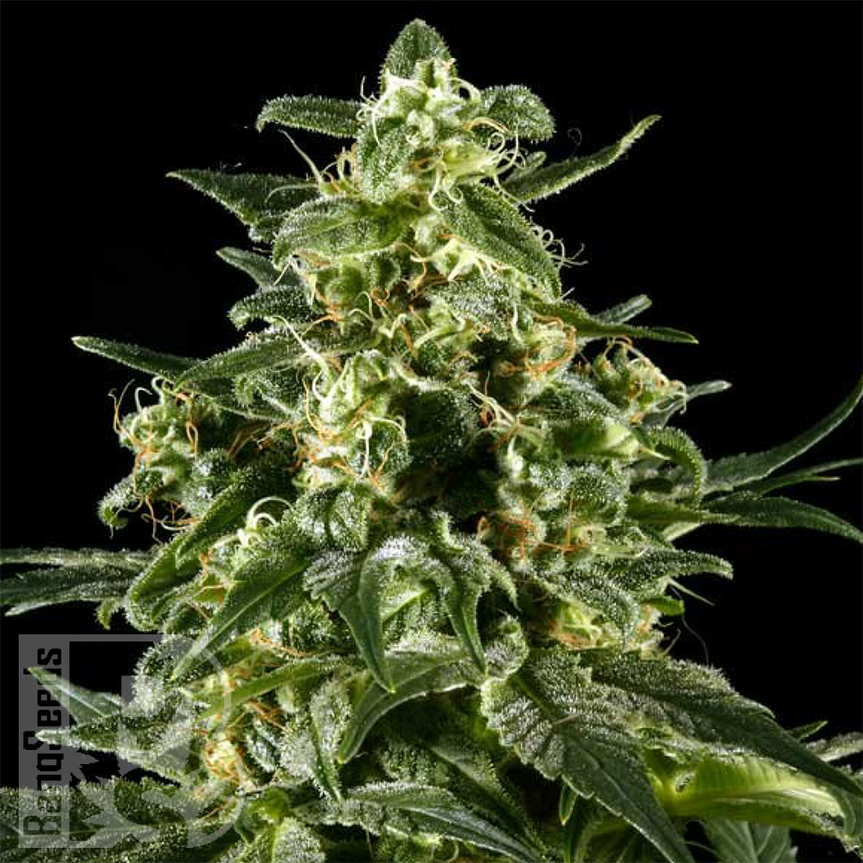 Himalaya Gold feminised Ganja Seeds