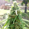 Himalaya Gold feminised Ganja Seeds
