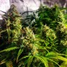 Семена марихуаны  Grapefruit CBD feminised Ganja Seeds