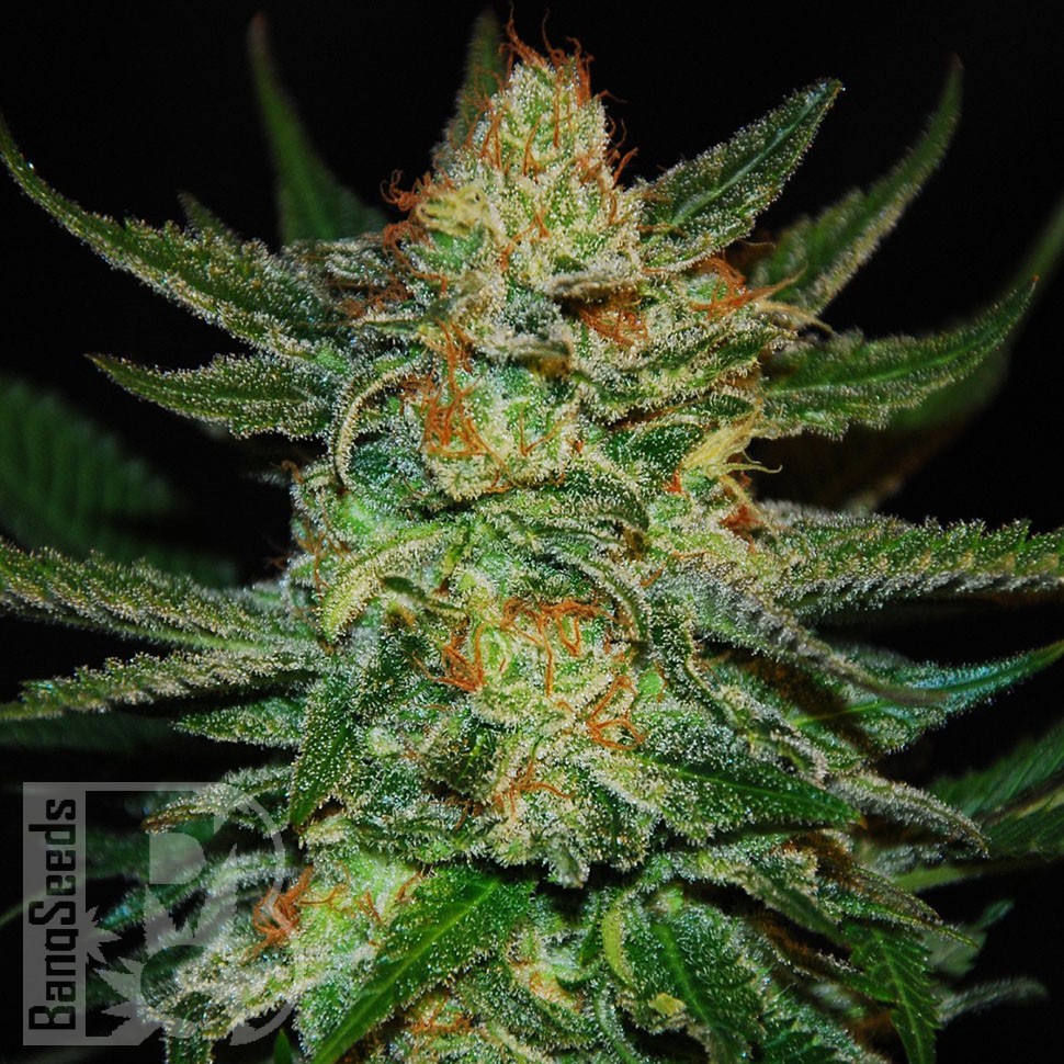 Семена марихуаны  Grapefruit CBD feminised Ganja Seeds
