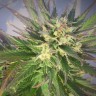 Семена марихуаны  Grapefruit CBD feminised Ganja Seeds