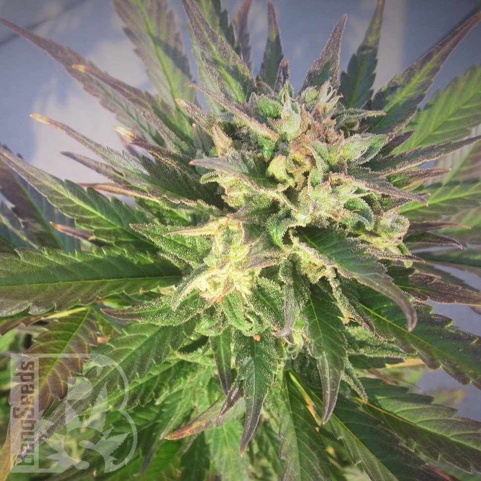 Семена марихуаны  Grapefruit CBD feminised Ganja Seeds