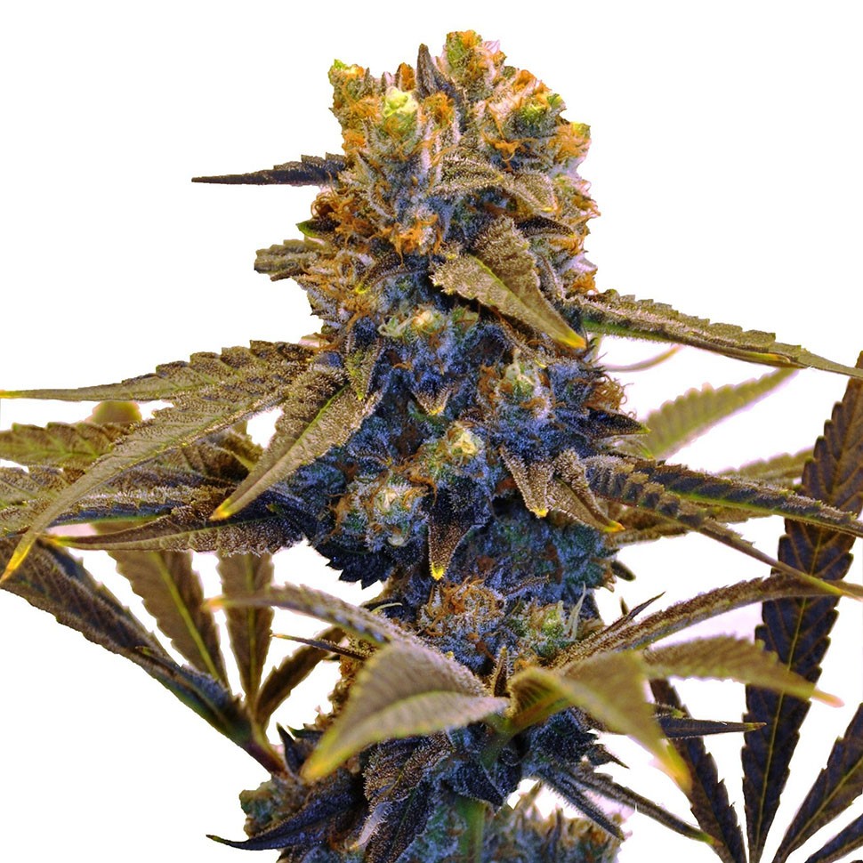 Семена  Auto New York Diesel feminised Ganja Seeds