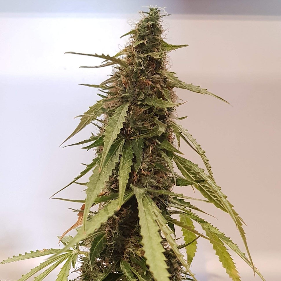 купить семена конопли феминизированные Auto New York Diesel feminised