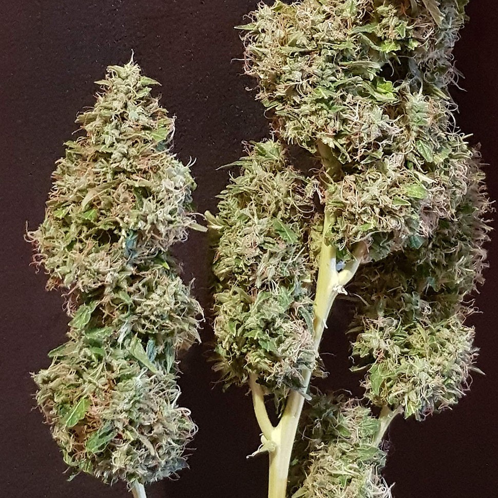 семена конопли скороспелый купить Auto New York Diesel feminised