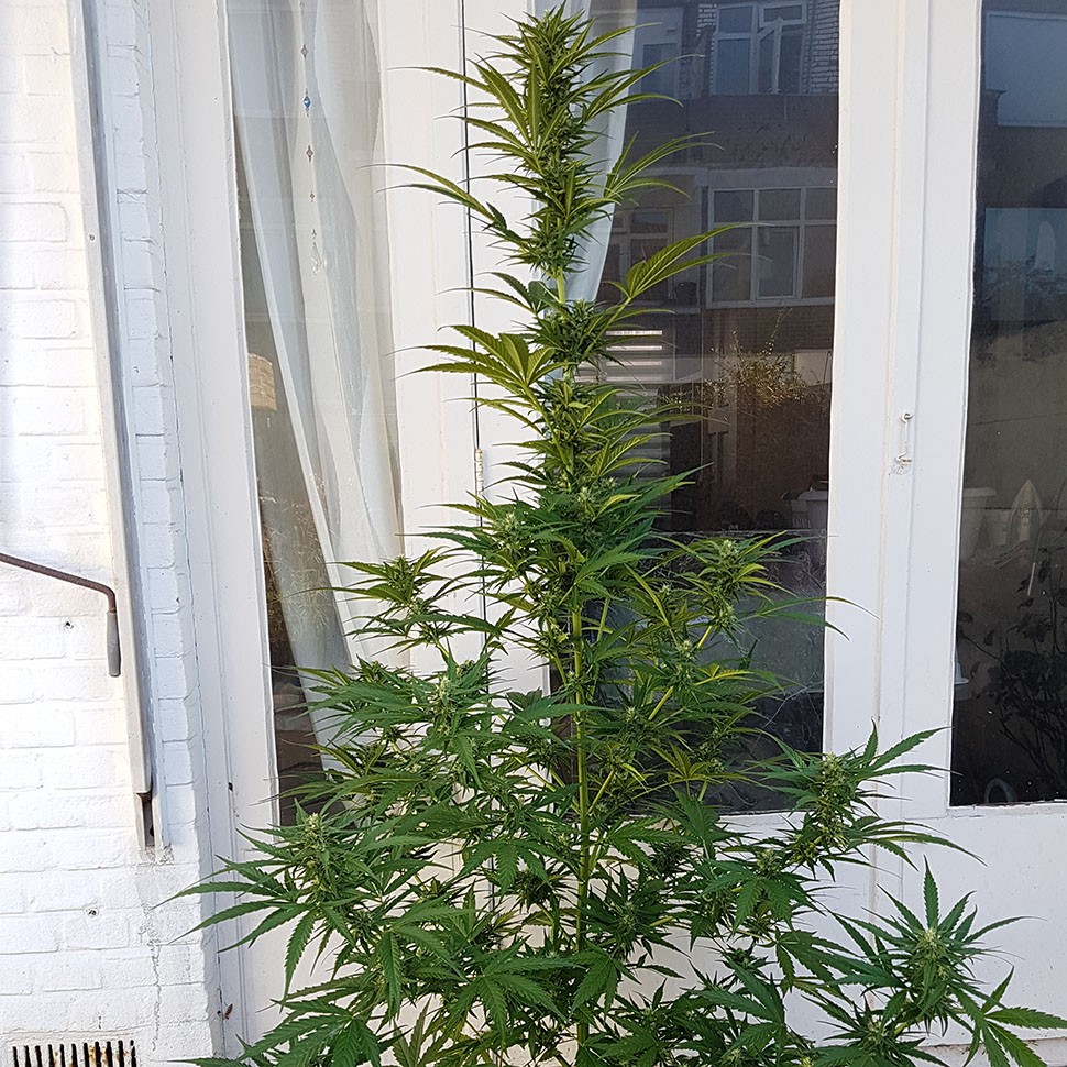 купить семена конопли индика Auto New York Diesel feminised