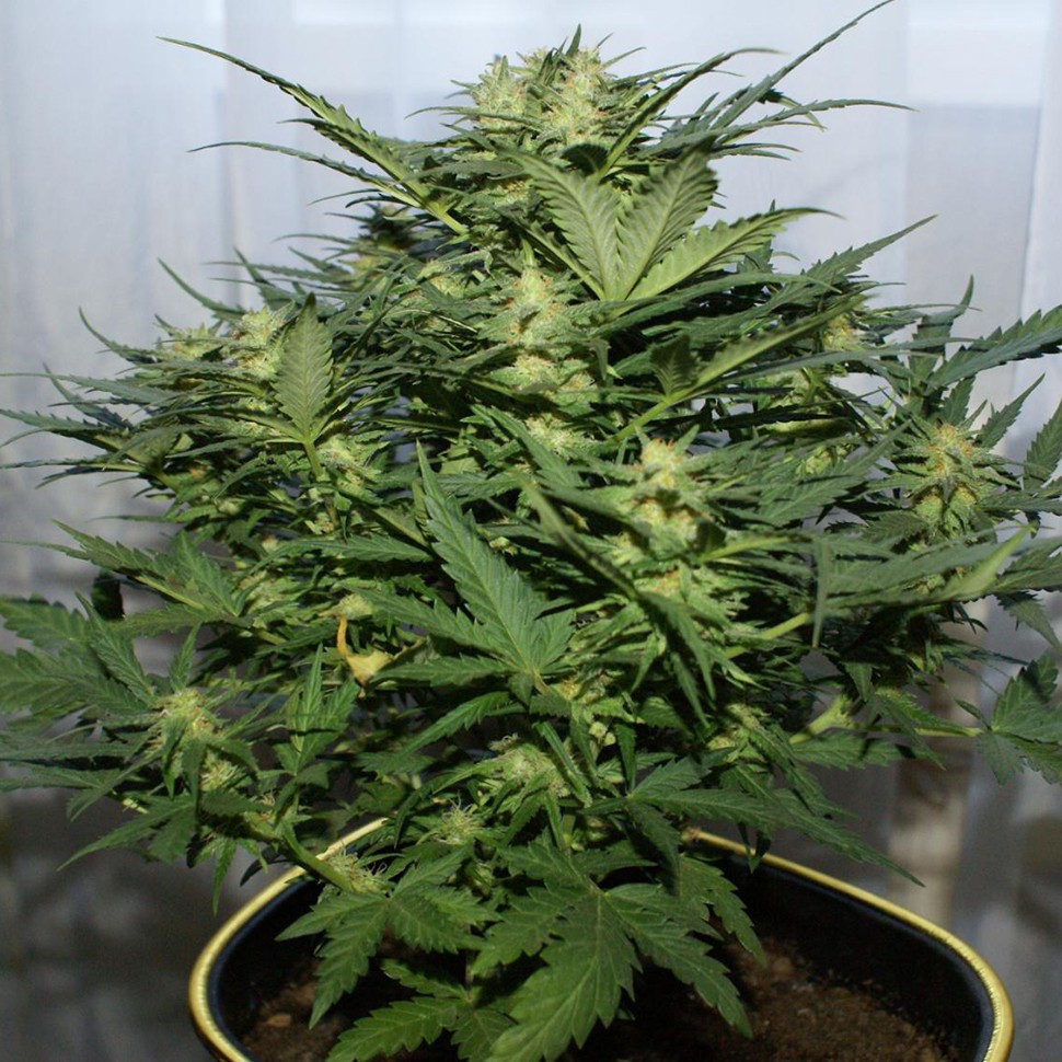 Семена  Auto Baiterek feminised Bang Seeds