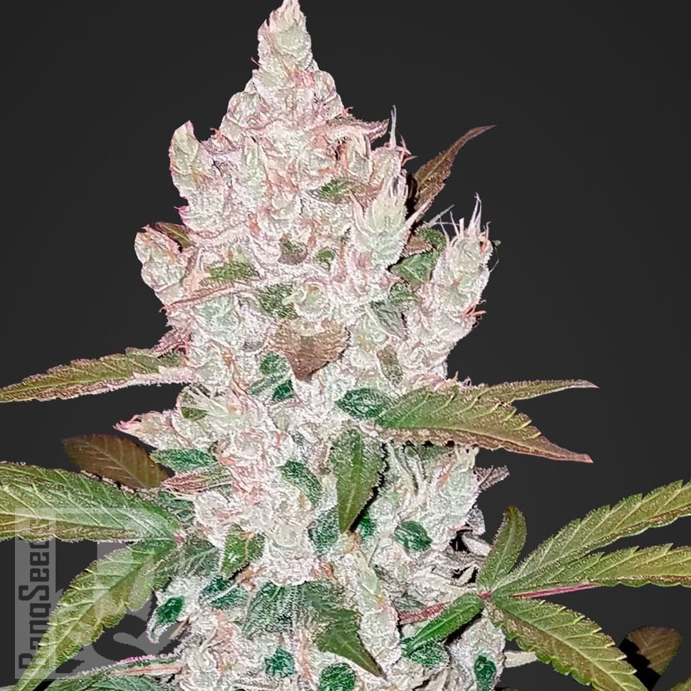 Семена каннабиса  Khan Tengri feminised Bang Seeds