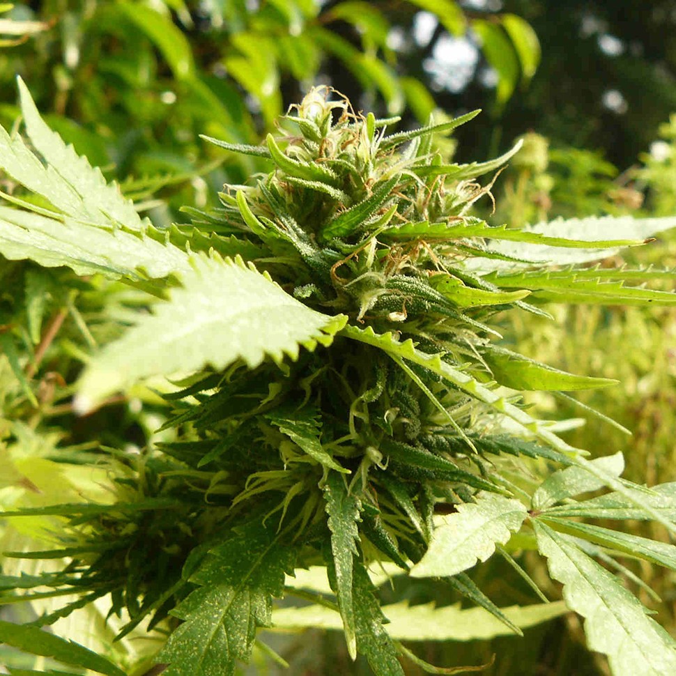 купить семена конопли наложенным платежом Exodus Cheese feminised купить семена конопли наложенным платежом Exodus Cheese feminised