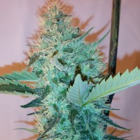Hashberry feminised Ganja Seeds