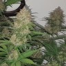 Семена марихуаны  Auto Balkhash feminised Bang Seeds