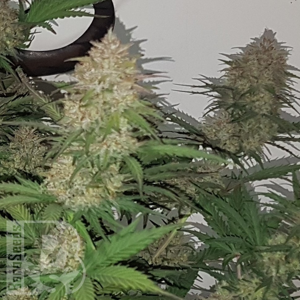 Семена марихуаны  Auto Balkhash feminised Bang Seeds
