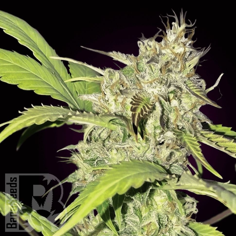 Семена марихуаны  Auto Balkhash feminised Bang Seeds