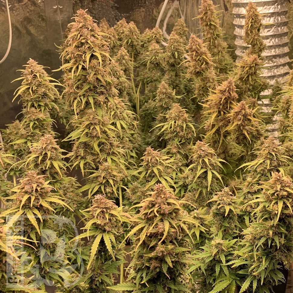 Семена конопли  Khan-Shatyr feminised Bang Seeds