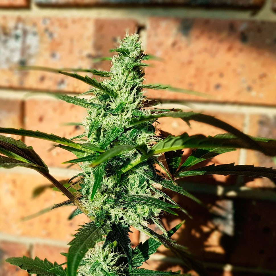 Семена  Auto Blow Mind feminised Ganja Seeds