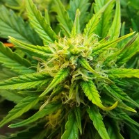 Auto Jet 47 feminised Ganja Seeds