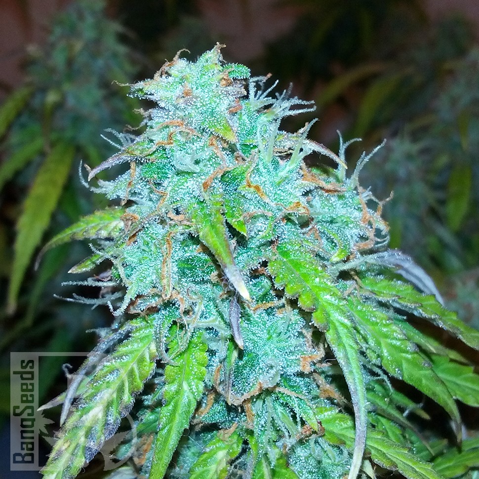 купить качественные семена конопли Auto Jet 47 feminised