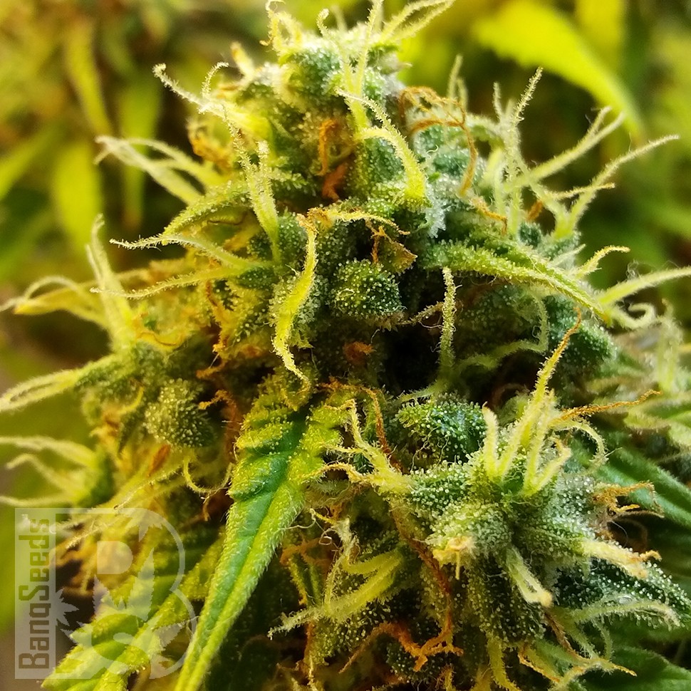 купить семена конопли f1 в оригинальной упаковке Auto Jet 47 feminised