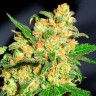 Семена каннабиса  Bruce Banner feminised Ganja Seeds
