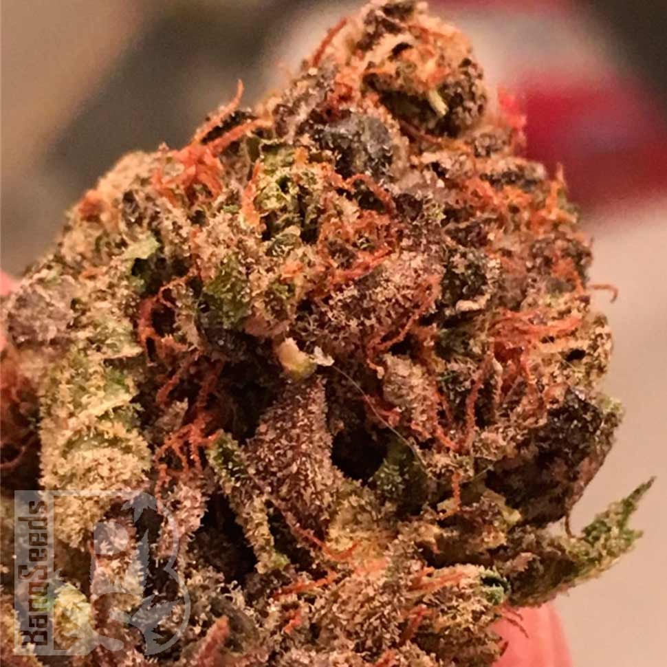 Семена каннабиса  Bruce Banner feminised Ganja Seeds