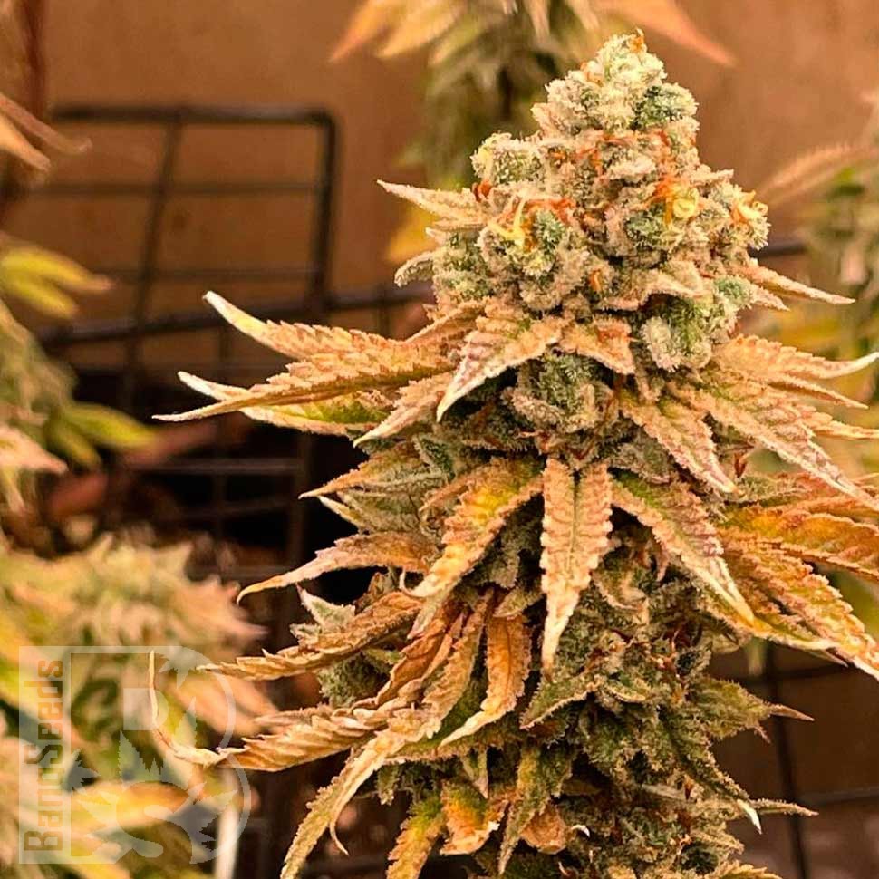 Семена каннабиса  Bruce Banner feminised Ganja Seeds