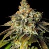 Семена каннабиса  Bruce Banner feminised Ganja Seeds