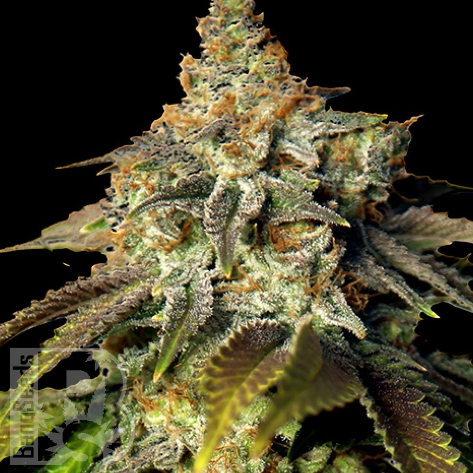 Семена каннабиса  Bruce Banner feminised Ganja Seeds
