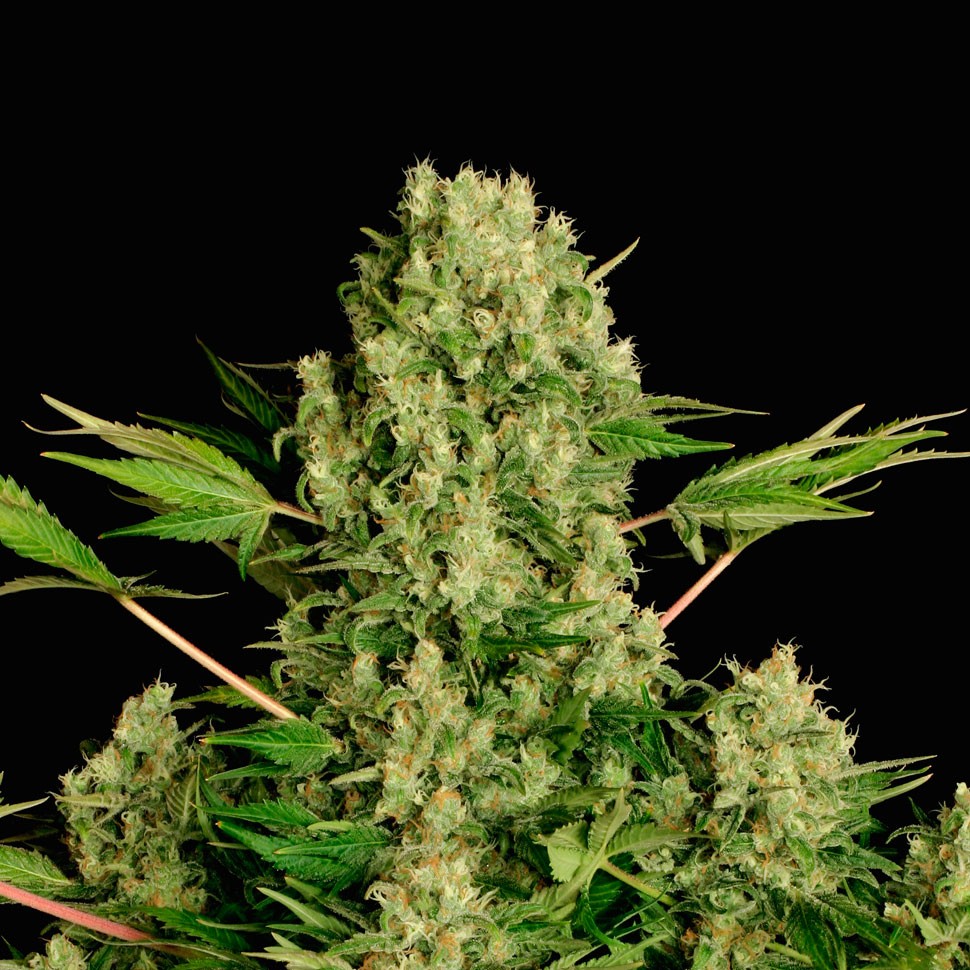 Семена конопли  White Russian feminised Ganja Seeds